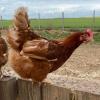 Poulette en plein air, Ferme de Bretonvilliers, Aunay sous Auneau (28)