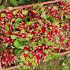 Légumes bio | Ferme de Folemprise
