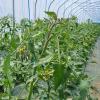 Serre de légumes bio | Ferme de Folemprise