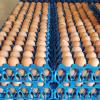 Vente d'oeufs Bio direct à la ferme de Laveau, Faÿ lès Nemours, Seine et Marne (77)