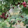 Vente de framboises de saison à la Ferme de Laveau, Faÿ lès Nemours, Seine et Marne (77)