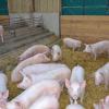 Elevage de cochons pour la consommation à Lancôme (41), à la Ferme de Morillard