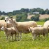 Elevage d'agneaux à Lancôme (41), à la Ferme de Morillard