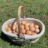 Vente directe d'oeufs frais Bio à la Ferme du Liard, à Charenton sur Cher (18210), proche de St Amand Montrond