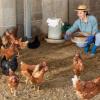 Elevage de volailles, La Ferme Durbois à Billancelles (28)