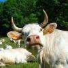 Viande bio, vente directe à la ferme