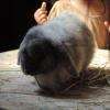 Le lapin