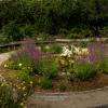 Dans le potager