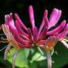 Une des fleurs de Bach, parmi les 38