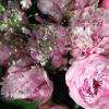 pivoines