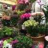 LA boutique de fleurs à montpellier
