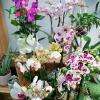 Orchidées chez la fleuriste Amandine Juignet à Saint Calais (72120)