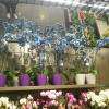 Orchidées bleues