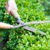 Jardinage : tonte de pelouse, taille de haies et d'arbustes...