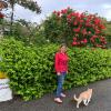 Mes rosiers 