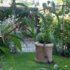 Une partie du jardin 