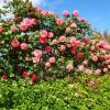 Mes roses