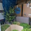 Prise en charge des plantes