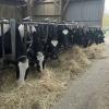 Découverte et visite de l'exploitation à Droué (41), de l'élevage de vaches laitières, de la fabrication de glaces à la ferme Gaec La Pierre Cochée