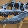 Ossements de Tyranossaure Rex