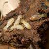 Contamination termites Agen (47),
Contamination termites Barbaste (47),
Contamination termites Condom (32),
Contamination termites Fleurance (32),
Contamination termites Lectoure (32),
Contamination termites Mézin (47),
Contamination termites Moissac (82),
Contamination termites Nérac (47),
Contamination termites Villeneuve sur Lot (47),
Dégâts termites Agen (47),
Dégâts termites Barbaste (47),
Dégâts termites Condom (32),
Dégâts termites Fleurance (32),
Dégâts termites Lectoure (32),
Dégâts termites Mézin (47),
Dégâts termites Moissac (82),
Dégâts termites Nérac (47),
Dégâts termites Villeneuve sur Lot (47),
Entreprise traitement Termites Agen (47),
Entreprise traitement termites Barbaste (47),
Entreprise traitement termites Condom (32),
Entreprise traitement termites Fleurance (32),
Entreprise traitement termites Lectoure (32),
Entreprise traitement termites Mézin (47),
Entreprise traitement Termites Moissac (82),
Entreprise traitement termites Nérac (47),
Entreprise traitement termites Villeneuve sur Lot (47),
Infestation termites Agen (47),
Infestation termites Barbaste (47),
Infestation termites Condom (32),
Infestation termites Fleurance (32),
Infestation termites Lectoure (32),
Infestation termites Mézin (47),
Infestation termites Moissac (82),
Infestation termites Nérac (47),
Infestation termites Villeneuve sur Lot (47),
Insectes blancs dans le bois Agen (47),
Insectes blancs dans le bois Barbaste (47),
Insectes blancs dans le bois Condom (32),
Insectes blancs dans le bois Fleurance (32),
Insectes blancs dans le bois Lectoure (32),
Insectes blancs dans le bois Mézin (47),
Insectes blancs dans le bois Moissac (82),
Insectes blancs dans le bois Nérac (47),
Insectes blancs dans le bois Villeneuve sur Lot (47),
Société traitement Termites Agen (47),
Société traitement Termites Barbaste (47),
Société traitement termites Condom (32),
Société traitement termites Fleurance (32),
Société traitement Termites Lectoure (32),
Société traitement Termites Mézin (47),
Société traitement Termites Moissac (82),
Société traitement Termites Nérac (47),
Société traitement termites Villeneuve sur Lot (47),
Termites Agen (47),
Termites Barbaste (47),
Termites Condom (32),
Termites Fleurance (32),
Termites jardin Agen (47),
Termites jardin Barbaste (47),
Termites jardin Condom (32),
Termites jardin Fleurance (32),
Termites jardin Lectoure (32),
Termites jardin Mézin (47),
Termites jardin Moissac (82),
Termites jardin Nérac (47),
Termites jardin Villeneuve sur Lot (47),
Termites Lectoure (32),
Termites maison Agen (47),
Termites maison Barbaste (47),
Termites maison Condom (32),
Termites maison Fleurance (32),
Termites maison Lectoure (32),
Termites maison Mézin (47),
Termites maison Moissac (82),
Termites maison Nérac (47),
Termites maison Villeneuve sur Lot (47),
Termites Mézin (47),
Termites Moissac (82),
Termites Nérac (47),
Termites Villeneuve sur Lot (47),
Traitement capricorne Agen (47),
Traitement capricorne Barbaste (47),
Traitement capricorne Condom (32),
Traitement capricorne Fleurance (32),
Traitement capricorne Lectoure (32),
Traitement capricorne Mézin (47),
Traitement capricorne Moissac (82),
Traitement capricorne Nérac (47),
Traitement capricorne Villeneuve sur Lot (47),
Traitement charpente Agen (47),
Traitement charpente Barbaste (47),
Traitement charpente Condom (32),
Traitement charpente Fleurance (32),
Traitement charpente Lectoure (32),
Traitement charpente Mézin (47),
Traitement charpente Moissac (82),
Traitement charpente Nérac (47),
Traitement charpente Villeneuve sur Lot (47),
Traitement termites Agen (47),
Traitement termites Barbaste (47),
Traitement termites Condom (32),
Traitement termites Fleurance (32),
Traitement termites Lectoure (32),
Traitement termites Mézin (47),
Traitement termites Moissac (82),
Traitement termites Nérac (47),
Traitement termites Villeneuve sur Lot (47),
Traitement termites 32,
Traitement termites 46,
Traitement termites 47,
Traitement termites 82,
termite 32,
termite 46,
termite 47,
termite 82,
termites 32,
termites 46,
termites 47,
termites 82,
termites terrain Agen (47),
termites terrain Barbaste (47),
termites terrain Condom (32),
termites terrain Fleurance (32),
termites terrain Lectoure (32),
termites terrain Mézin (47),
termites terrain Moissac (82),
termites terrain Villeneuve-sur-Lot (47),