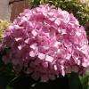 La fleur de Génolhac, l'hortensia.