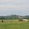 Vue sur les chevaux