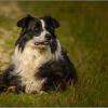 notre choco, animaux admis