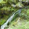 L'eau ruisselant sur la mousse