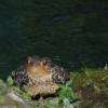 L'ami crapaud