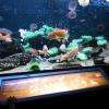 aquarium