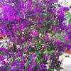 Paysagiste Bougainvillier
