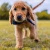 
Happy Truffe – Educateur et comportementaliste canin entre Dax et Mont-de-Marsan

