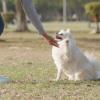 
Happy Truffe – Educateur et comportementaliste canin entre Dax et Mont-de-Marsan

