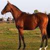 Risk Seeker (Etalon Pur-Sang)