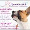 Harmonia Canis Comportementaliste en Ille et Vilaine, méthodes douces et respectueuses