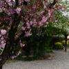 La cour