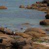 la plage des chardons bleus