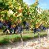 L'hôtel est situé au cœur du vignoble des Domaines Rollan de By.