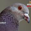 Dépigeonnage: pigeons, Mouettes, Goélands