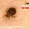 Désinfection contre les punaises de lit
