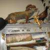 taxidermie: renard et faisan se cotoient...