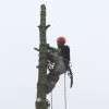 abattage et démontage d'un arbre