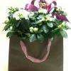 Plante  decoree