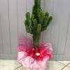 Plante décorée