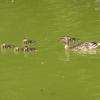 les canards