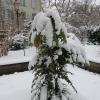 Mon beau sapin ...Jardin des senteurs janvier 2013
