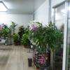 Crédit photo : site internet Jardinerie Fleuristerie De L'aygues