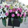 Crédit photo : site internet Jardinerie Fleuristerie De L'aygues