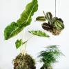 Atelier de création de kokedama , loisirs créatif et ludique sur Béziers, atelier individuel et collectif 